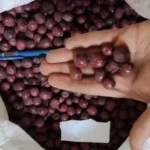 عناب کیلویی بسته 10 کیلو