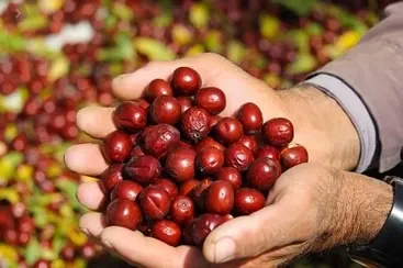 عناب بسته یک کیلویی 